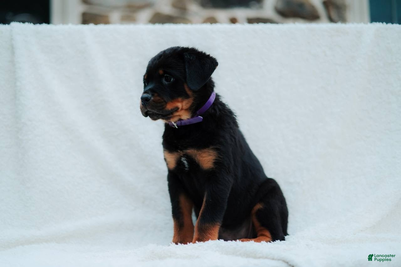Rottweiler dogs Rottweiler 6 - Ad 1