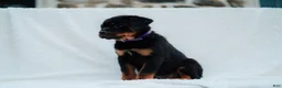 Rottweiler dogs for sale: Rottweiler 6 - Ad 1
