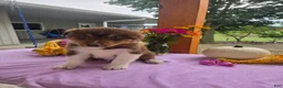 Australian Shepherd dogs for sale: Teddy - Ad 3