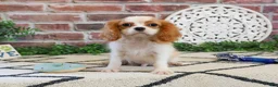 Cavalier King Charles Spaniel dogs for sale: Khalil  - Ad 4