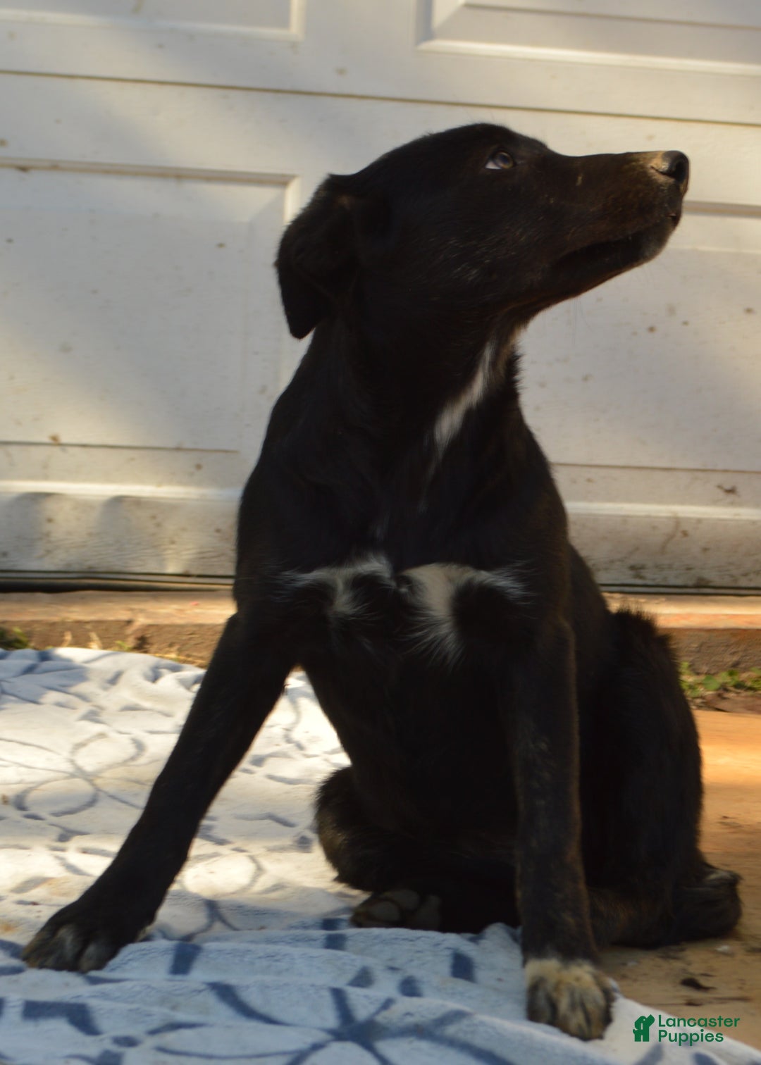 Mixed Breed dogs for sale: Allie - Ad 3