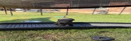 Labrador Retriever dogs for sale: Liko - Ad 4