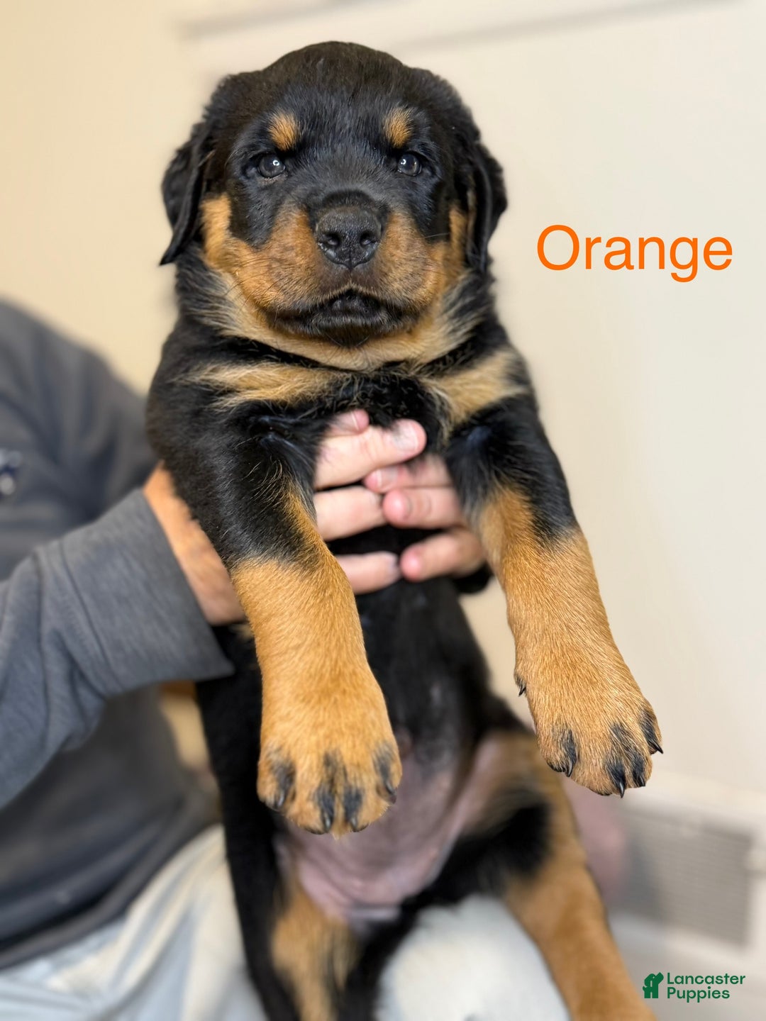 Rottweiler dogs for sale: Red girl  - Ad 5