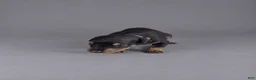 Doberman Pinscher dogs for sale: Lyanna - Ad 2
