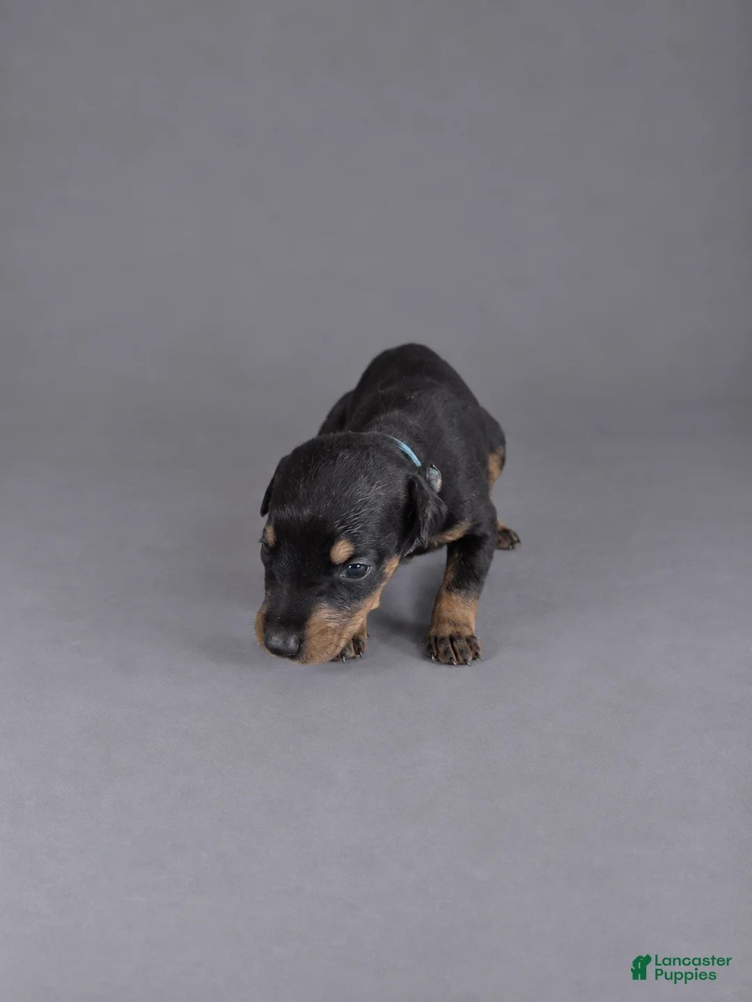 Doberman Pinscher dogs for sale: Lyanna - Ad 2