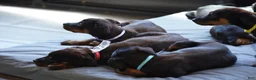 Rottweiler dogs for sale: Purple Collar - Ad 7