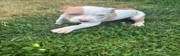 American Bully dogs for sale: American Bully Puppy 2 - Ad 2