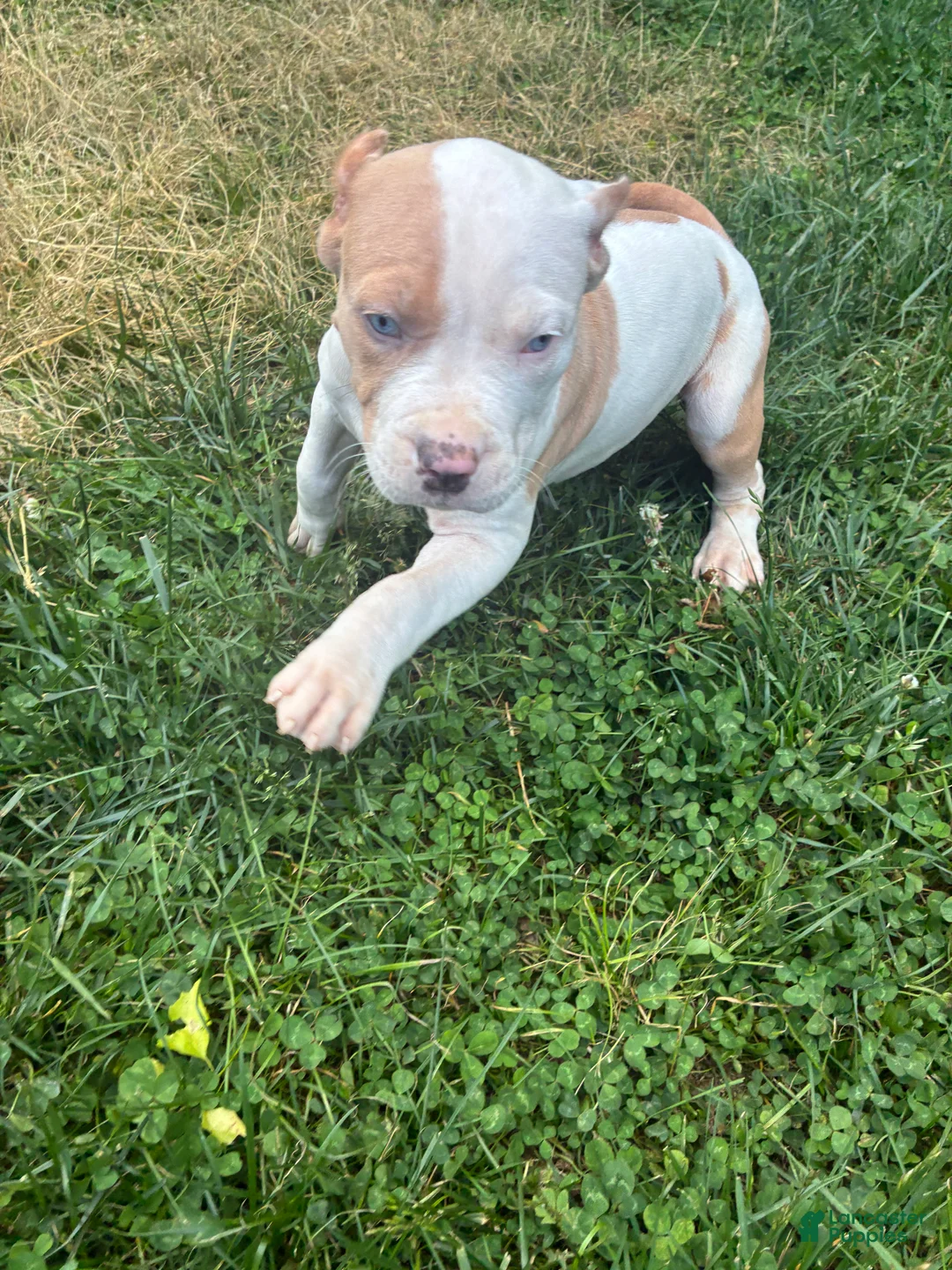 American Bully dogs for sale: American Bully Puppy 2 - Ad 2