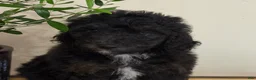 Mini Goldendoodle dogs for sale: Chloe - Ad 4