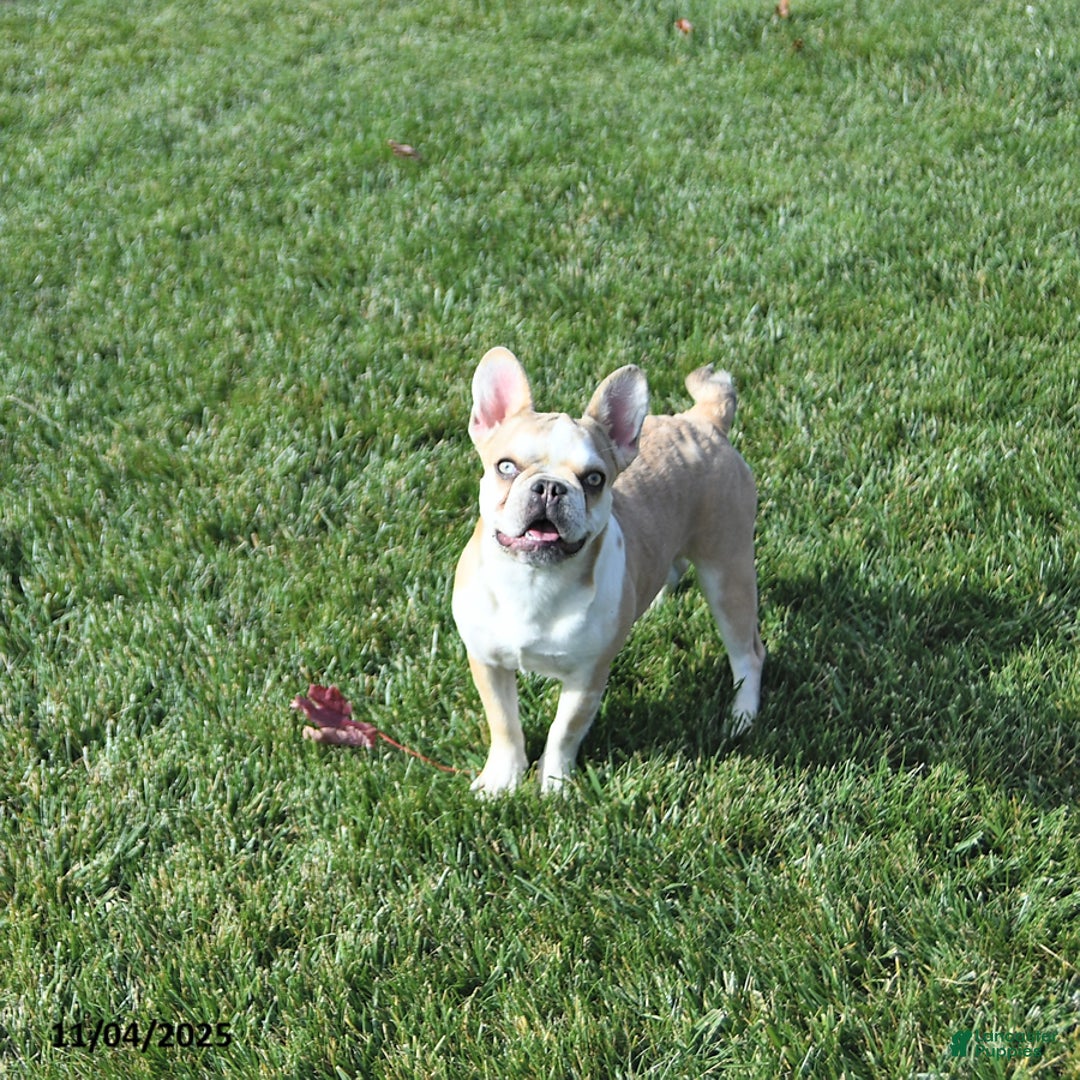 French Bulldog dogs for sale: Skye - Ad 3