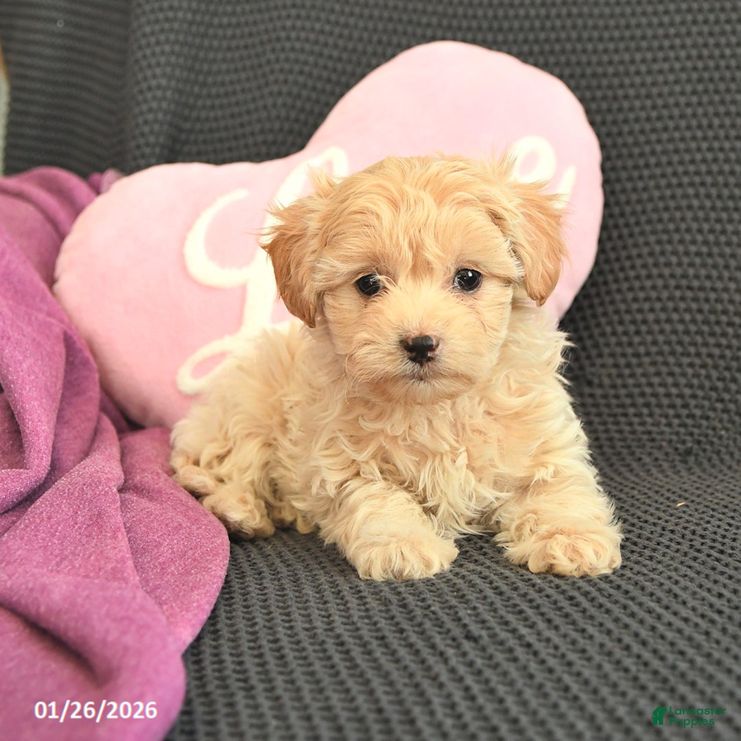 Mixed Breed dogs for sale: Jasper - Ad 3