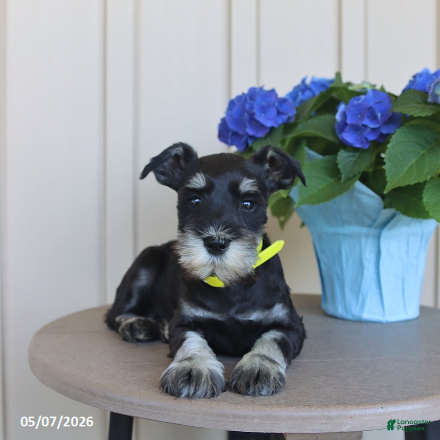 Miniature Schnauzer dogs Fidget - Ad 1