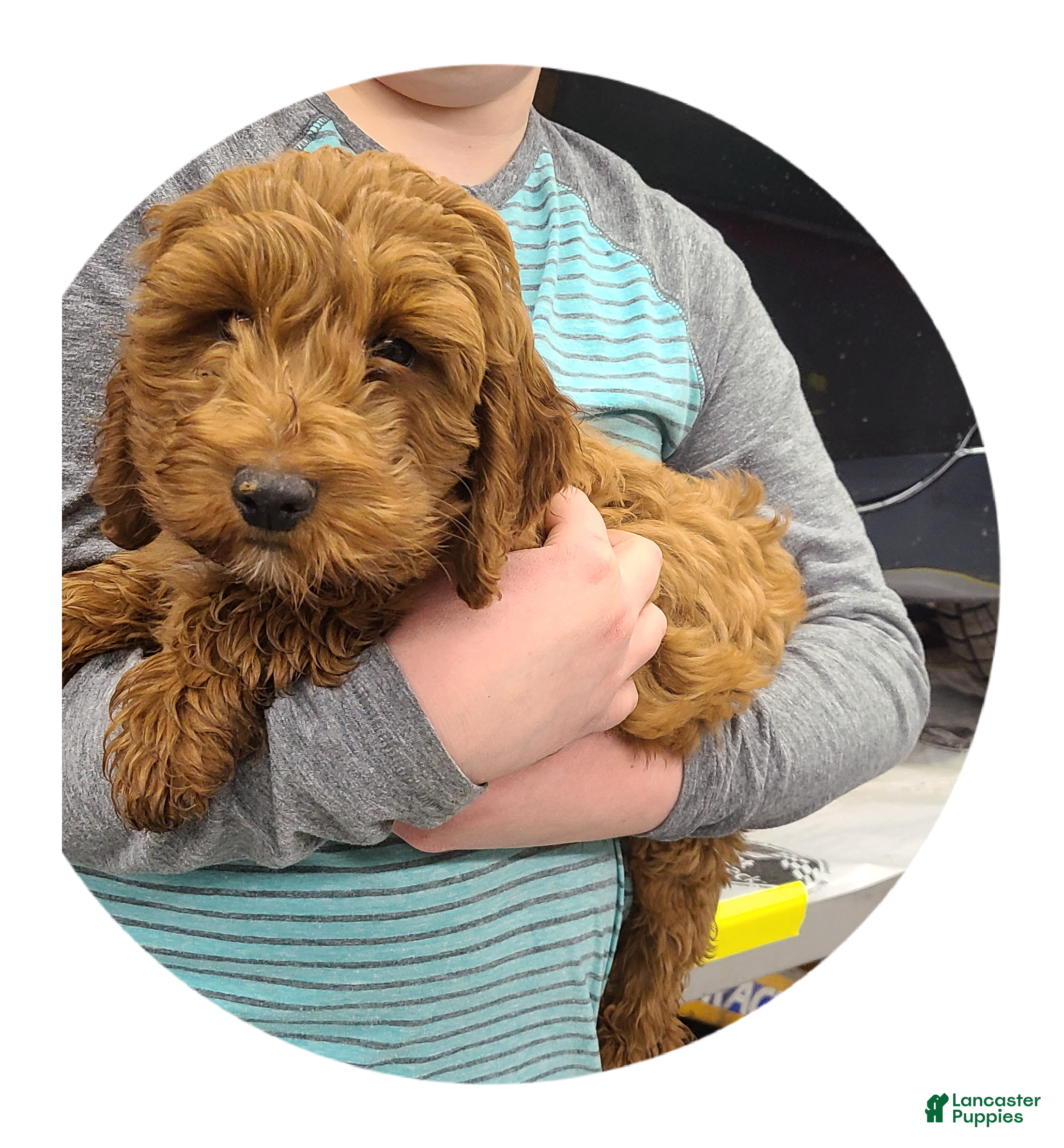 Cockapoo dogs Remington - Ad 41