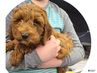 Cockapoo dogs Remington - Ad 41