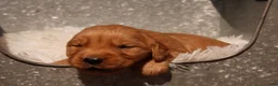 Golden Retriever dogs for sale: Rex - AKC, Genetically Clear - Ad 4