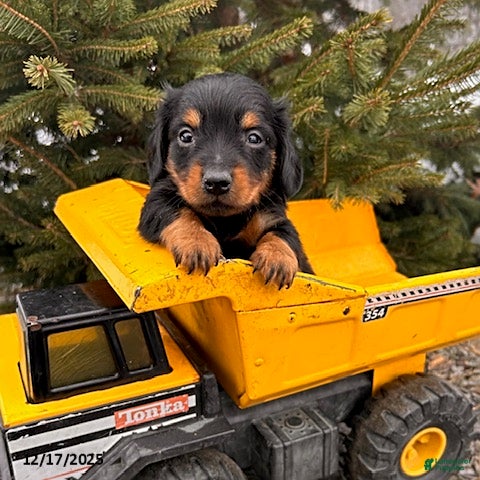Miniature Dachshund dogs Scott - Ad 21