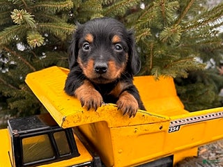 Miniature Dachshund dogs Scott - Ad 22