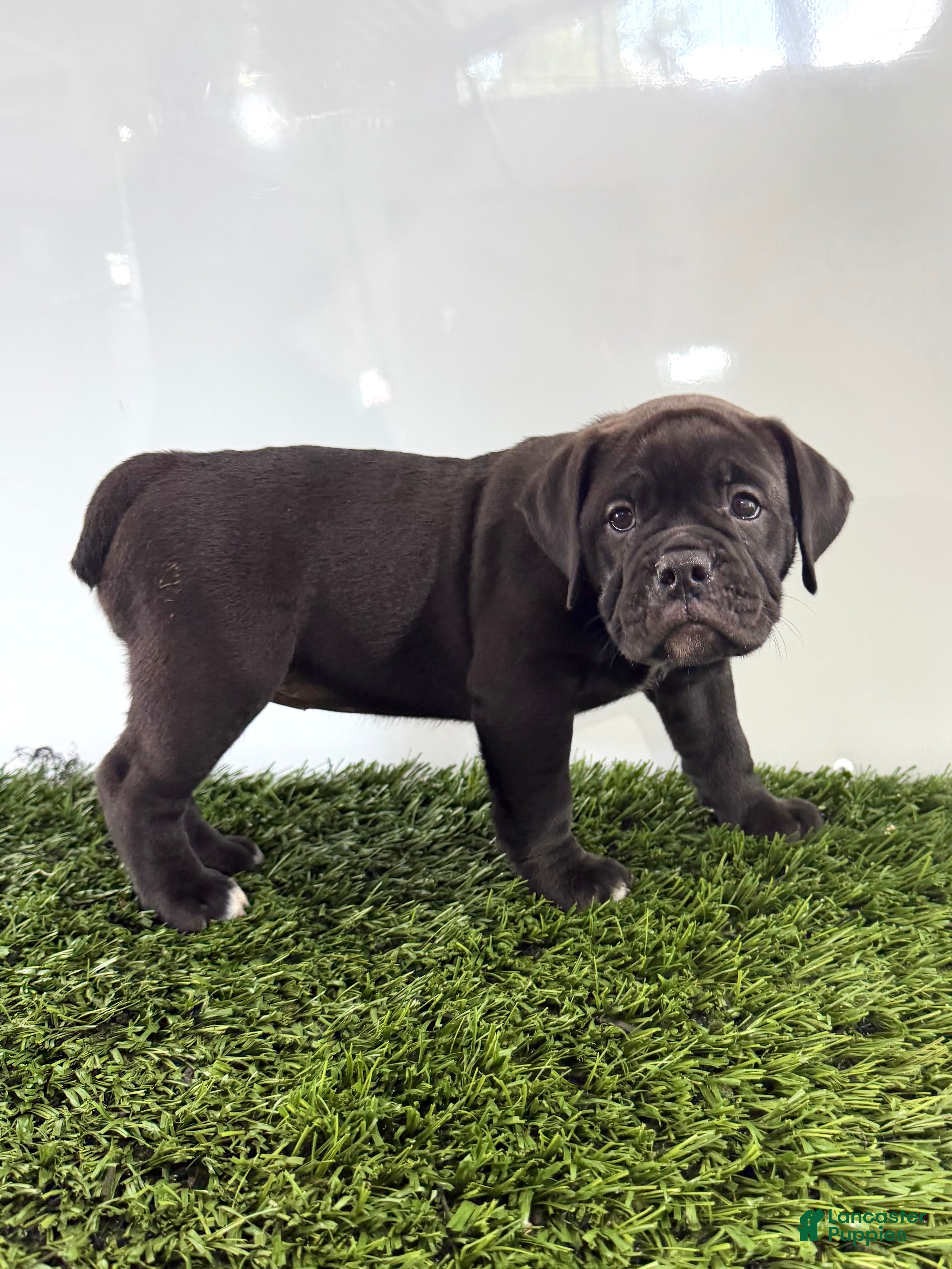Olde English Bulldogge dogs Lani - Ad 2