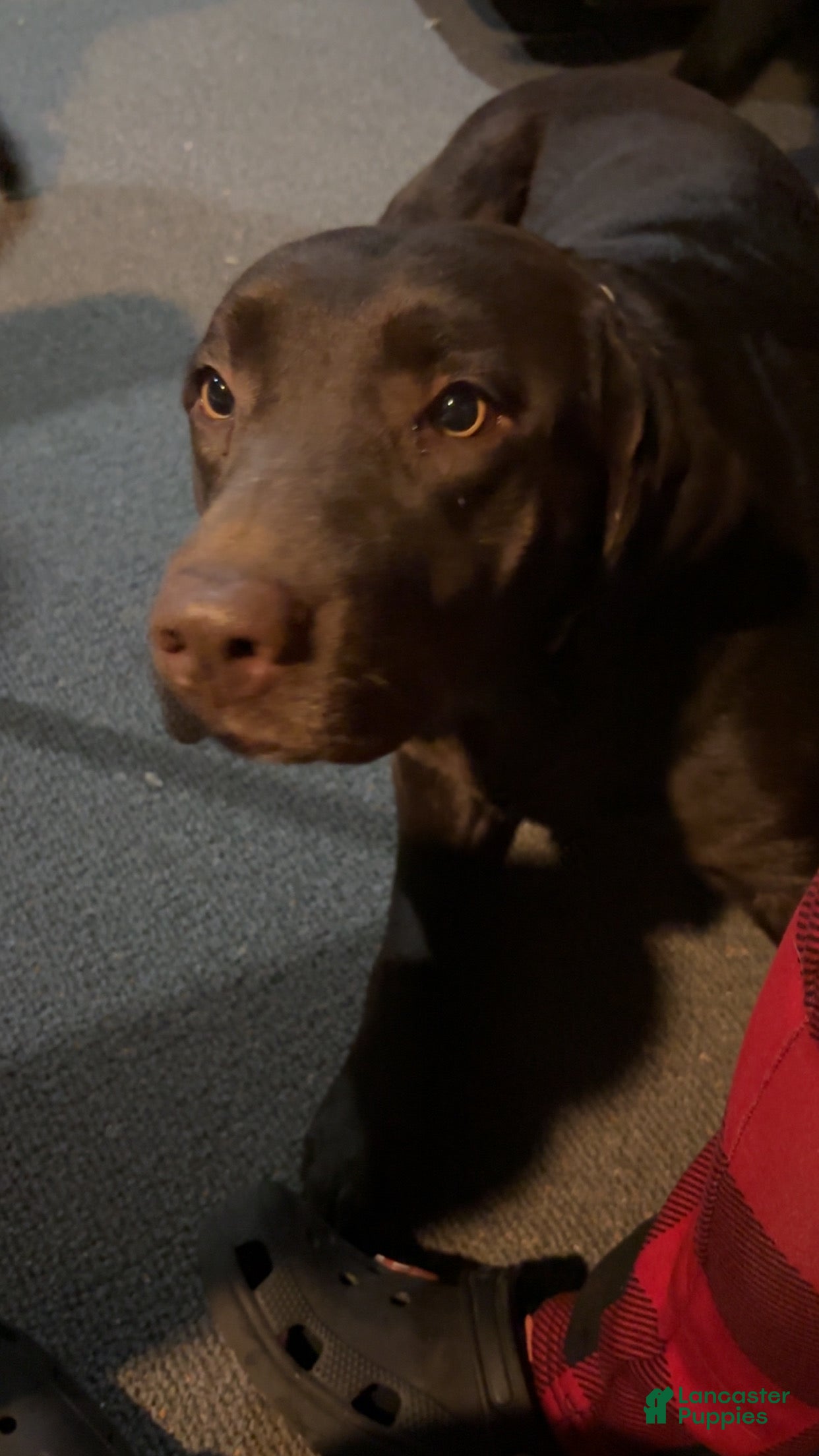 Labrador Retriever dogs Labrador Retriever Puppy 1 - Ad 5