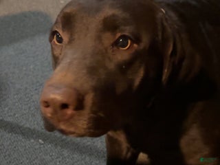 Labrador Retriever dogs Labrador Retriever Puppy 1 - Ad 24