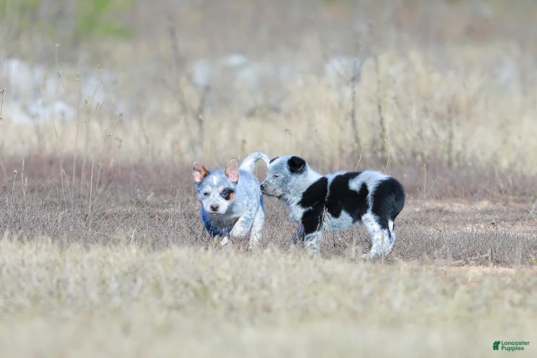 Australian Cattle Dog dogs for sale: Noah - Ad 5