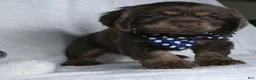 Cocker Spaniel dogs for sale: Cocoa - Ad 4