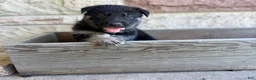 German Shepherd dogs for sale: Peter - Ad 5