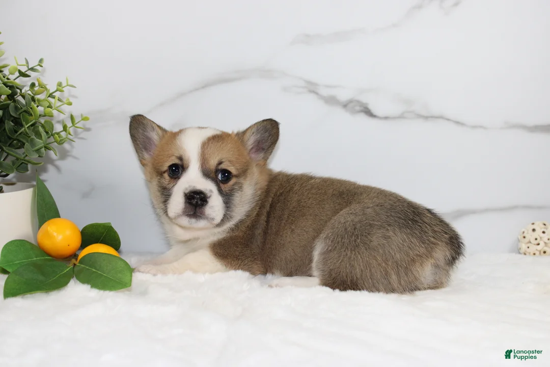 Welsh Corgi Pembroke dogs for sale: Ryan triple clear - Ad 1