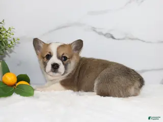 Welsh Corgi Pembroke dogs Ryan triple clear - Ad 34