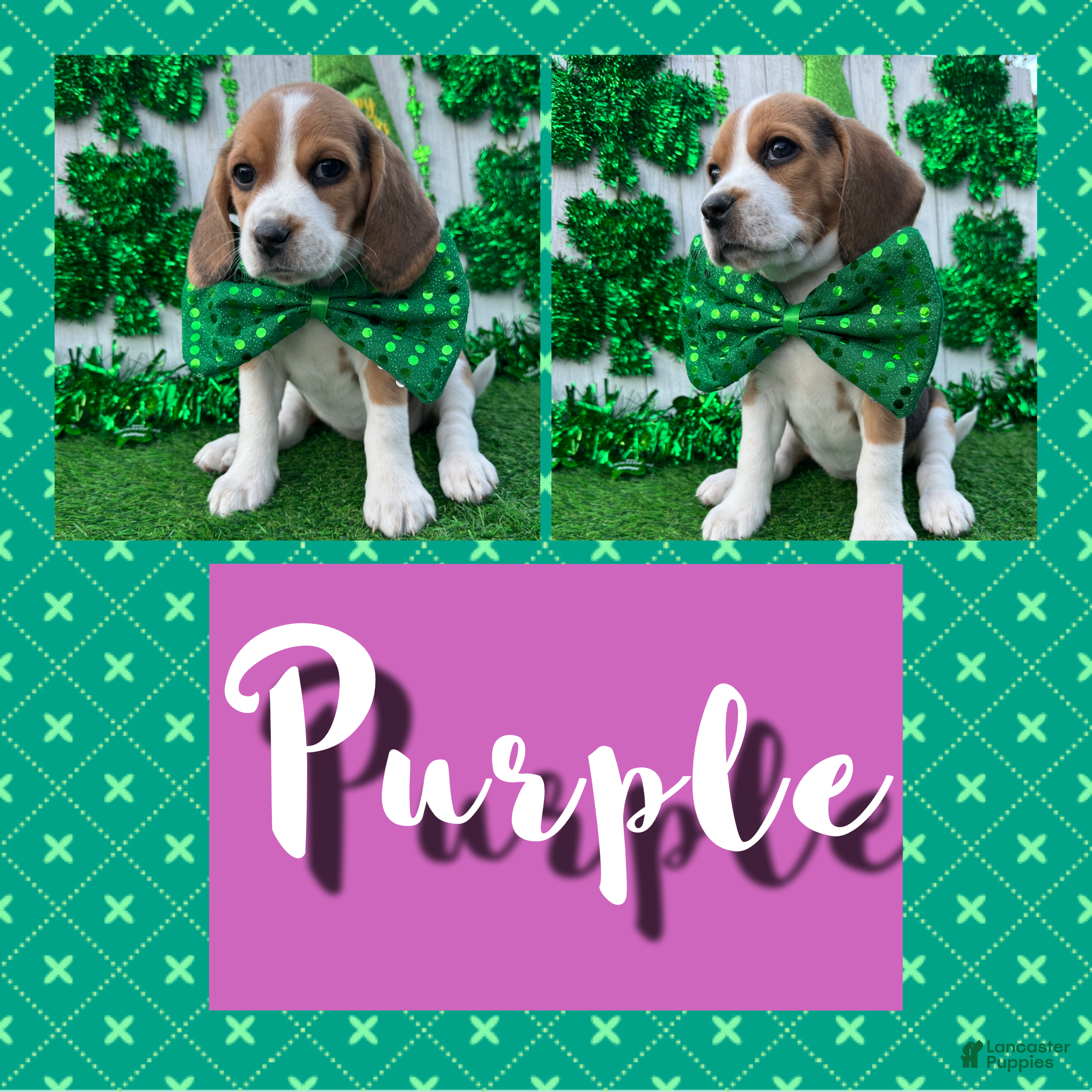 Beagle dogs Beagle Puppy 11 - Ad 1