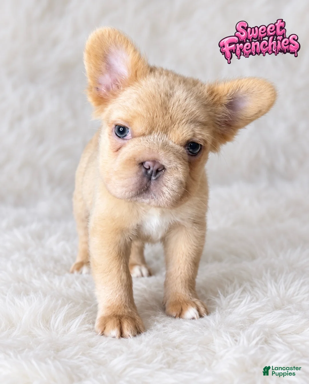 French Bulldog dogs for sale: Milkshake (Blue covered cream / big rope /fluffy )  - Ad 2