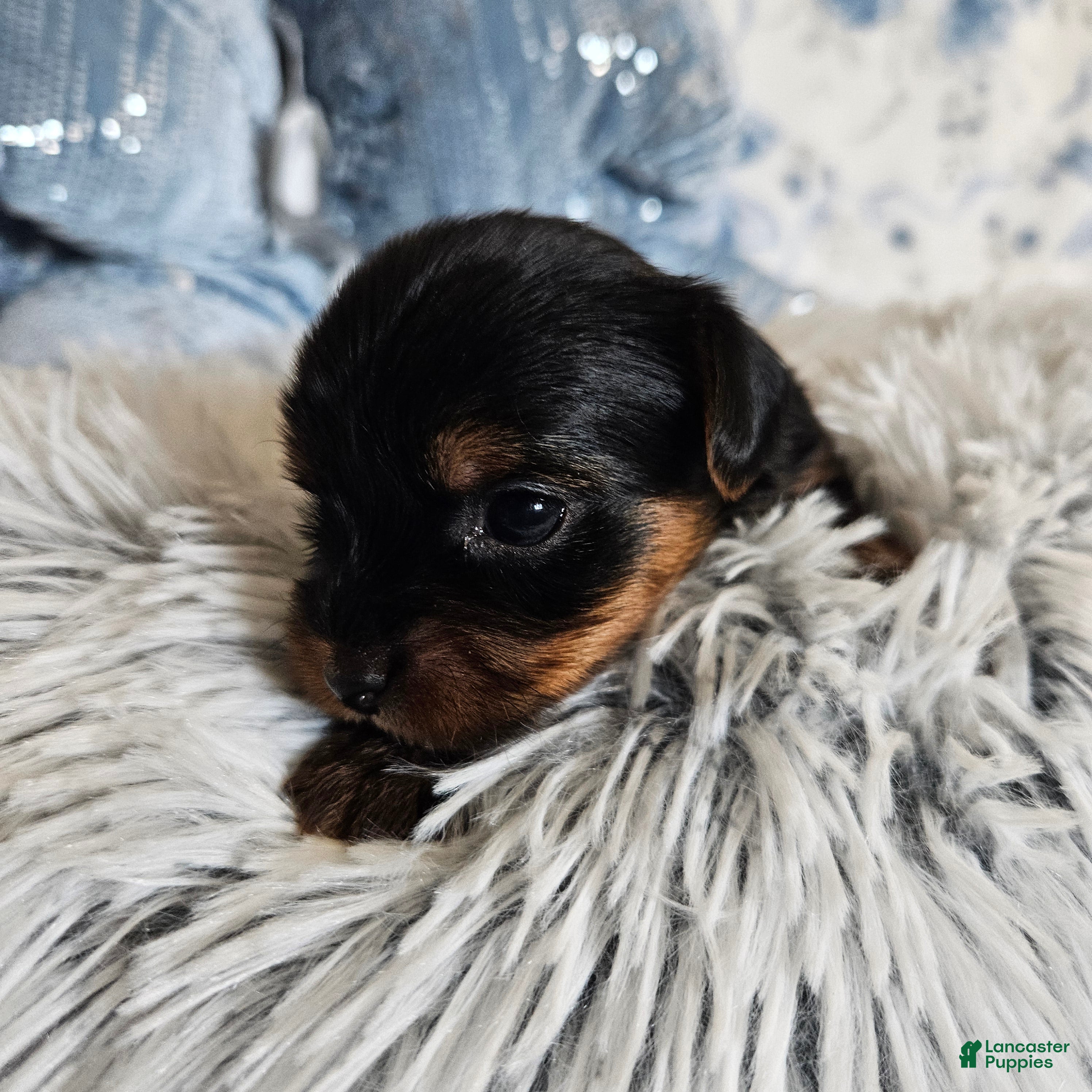 Yorkshire Terrier dogs Yorkshire Terrier 2 - Ad 33