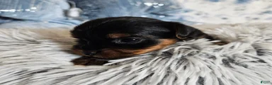 Yorkshire Terrier 2