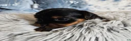 Yorkshire Terrier dogs for sale: Yorkshire Terrier 2 - Ad 1