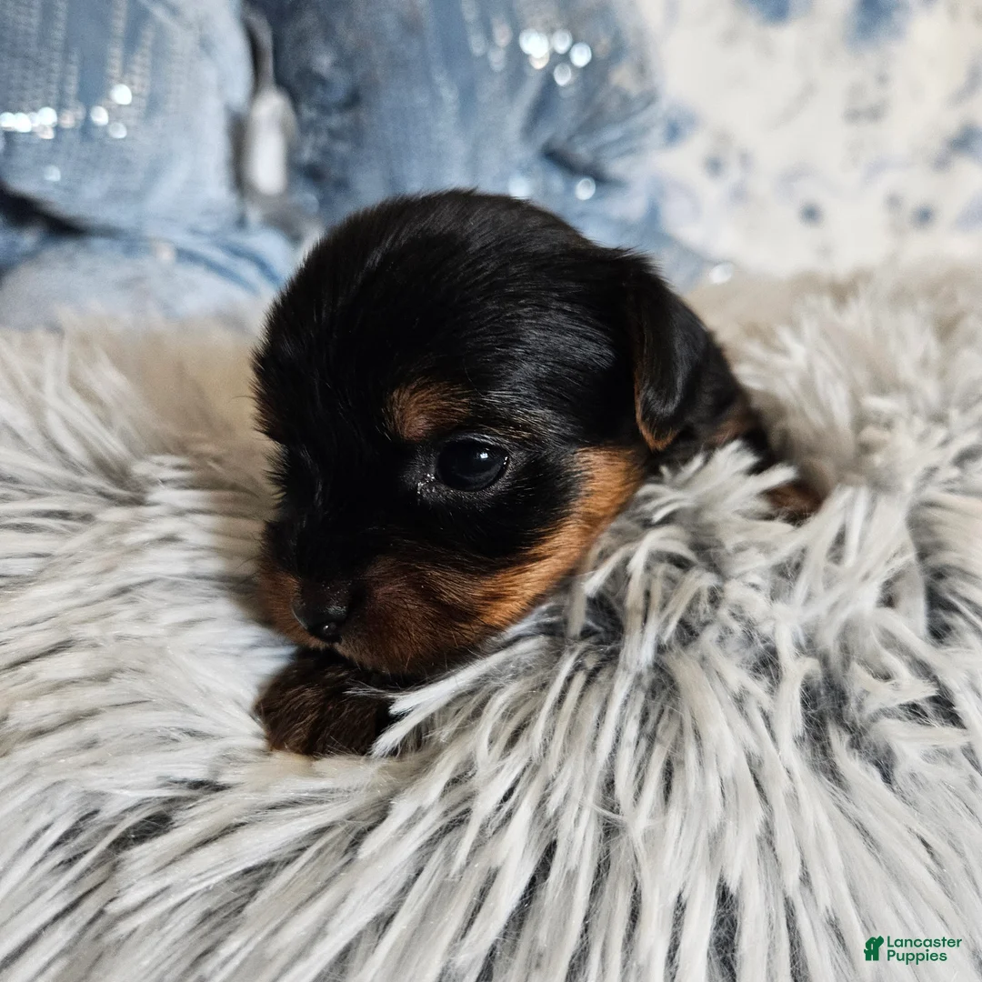 Yorkshire Terrier dogs for sale: Yorkshire Terrier 2 - Ad 1
