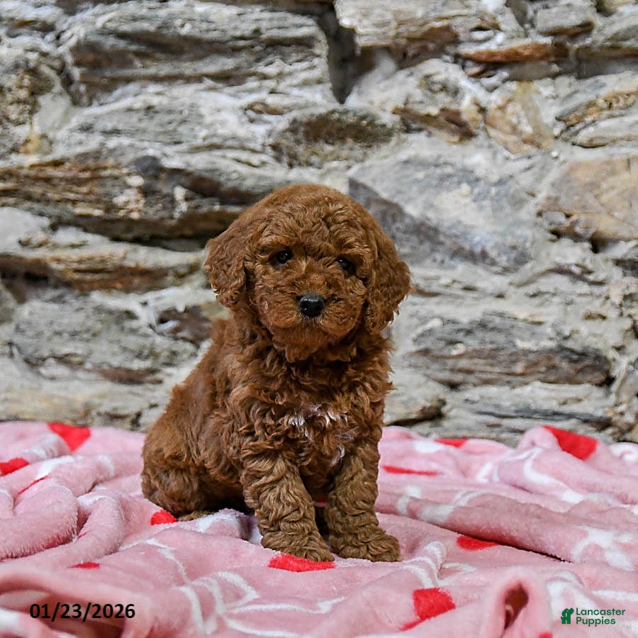 Mini Goldendoodle dogs Charles - Ad 1