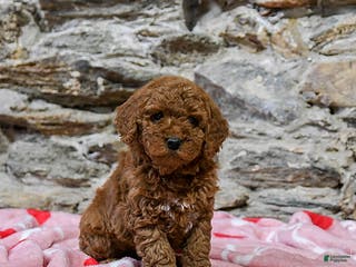 Mini Goldendoodle dogs Charles - Ad 1
