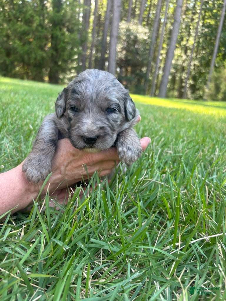 Goldendoodle dogs Polly - Ad 1