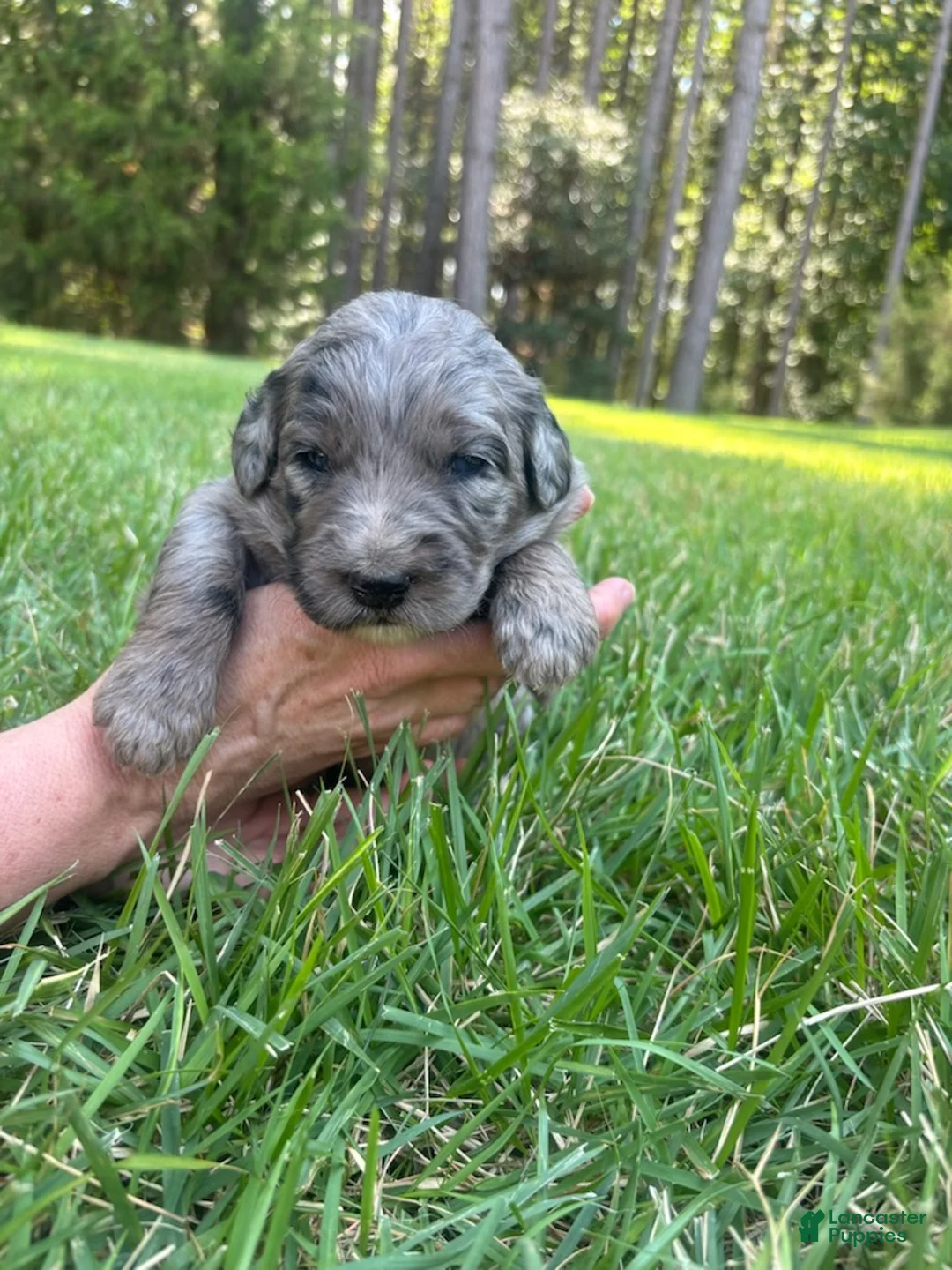 Goldendoodle dogs for sale: Polly - Ad 1