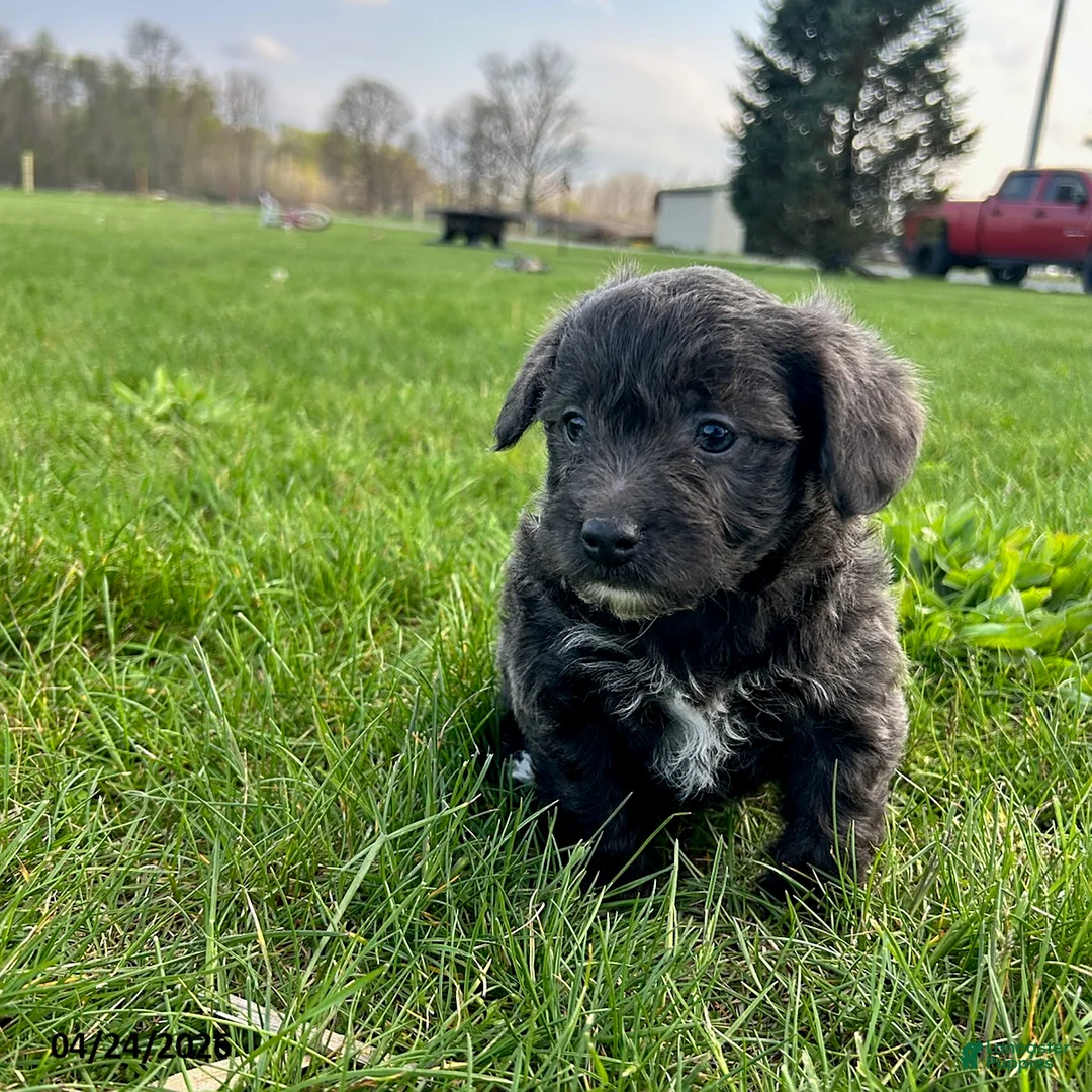 Yorkiepoo dogs for sale: Missy - Ad 4