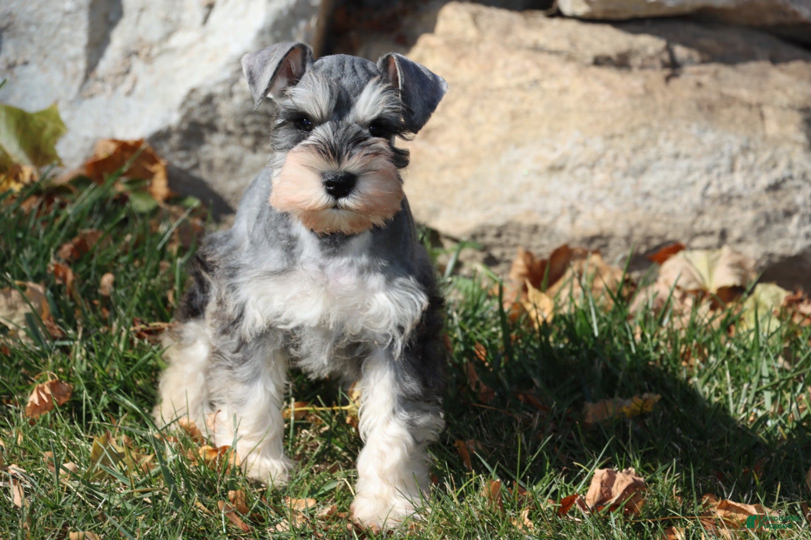 Miniature Schnauzer Puppies for sale in Farmington, Wisconsin