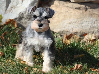 Miniature Schnauzer dogs Milt - Ad 25
