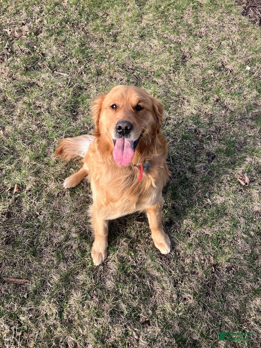 Golden Retriever dogs for sale: 3# Goose - Ad 4
