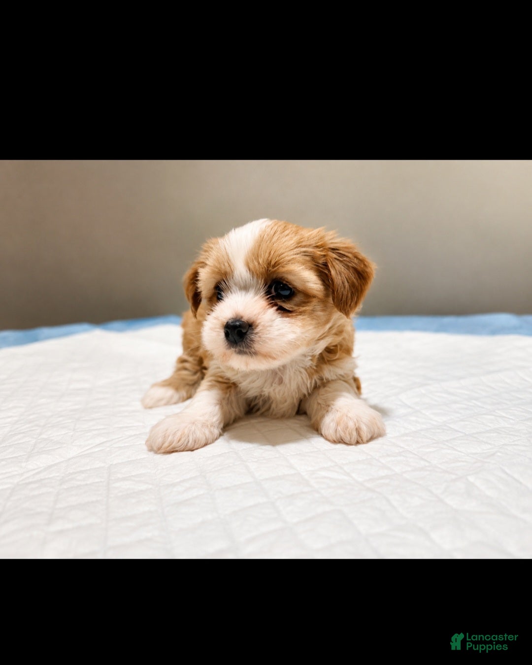Shorkie dogs Deya - Ad 1