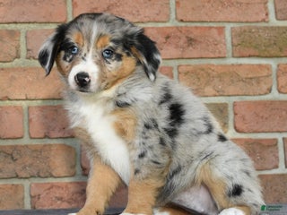 Australian Shepherd dogs - Ad 29