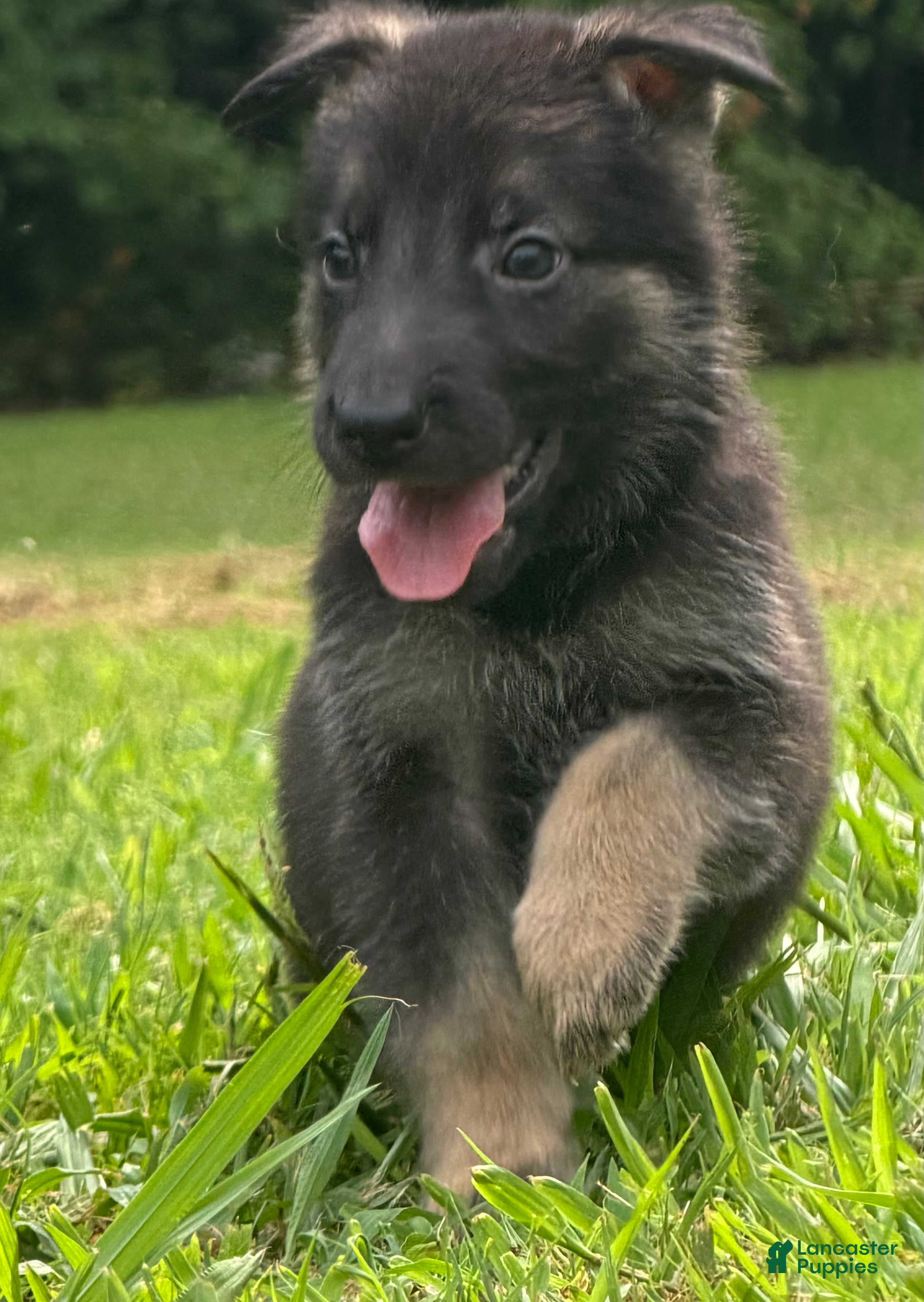 German Shepherd dogs German Shepherd pink collar - Ad 2