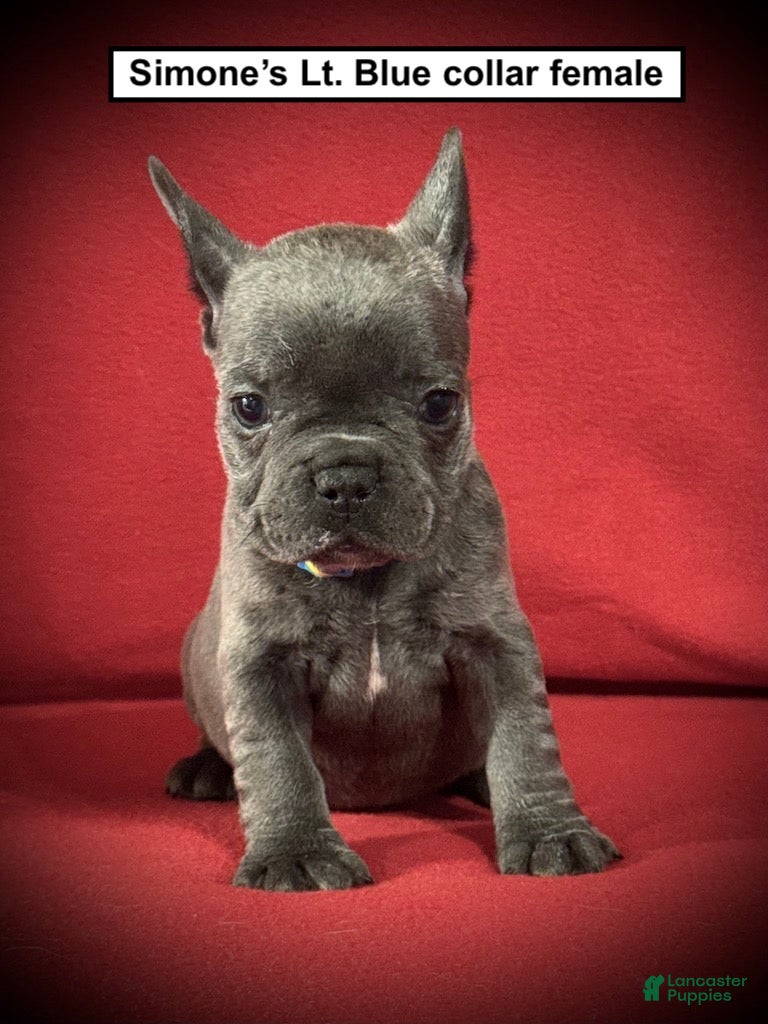 French Bulldog dogs AKC Simone's Lt. Blue Collar Female - Ad 38