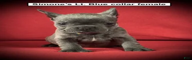 AKC Simone's Lt. Blue Collar Female