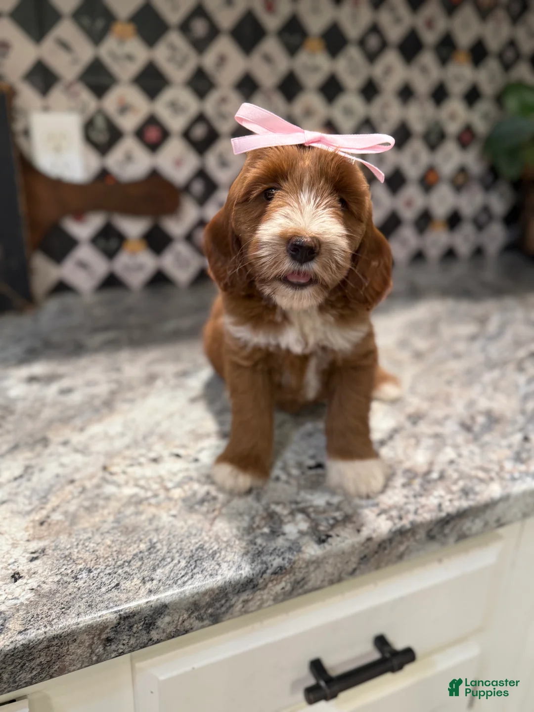 Mini Goldendoodle dogs for sale: Mini Goldendoodle 2 - Ad 2
