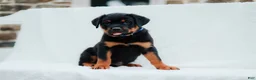 Rottweiler dogs for sale: Rottweiler 3 - Ad 4